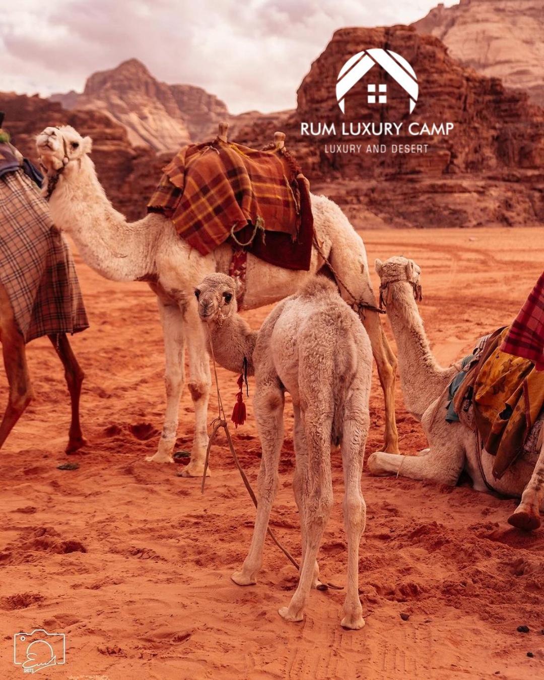 Rum Luxury Camp Wadi Rum Eksteriør bilde
